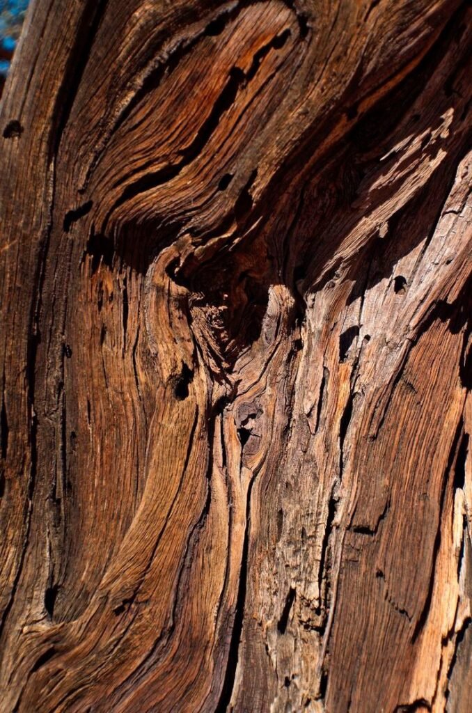 Madera De Agar