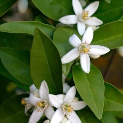Neroli